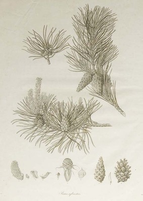 8972
          <br/>
          A description of the genus Pinus, illustrated with figures, directions relative to the cultivation, and remarks on the uses of the several species.
          <br/>
          <em></em>